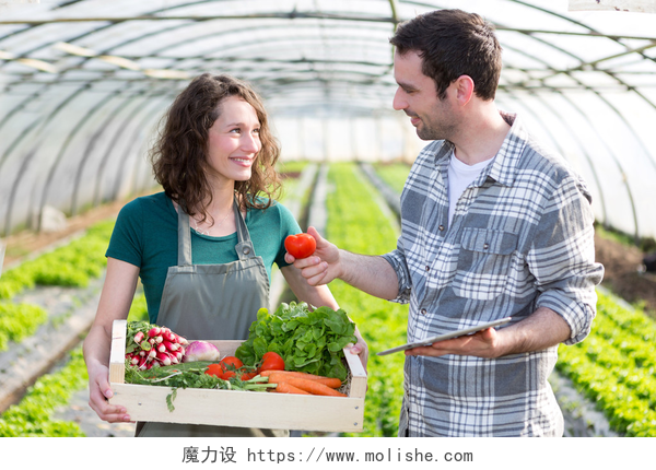 农民在温室大棚讨论蔬菜培育农民教学新雇员介绍给园艺